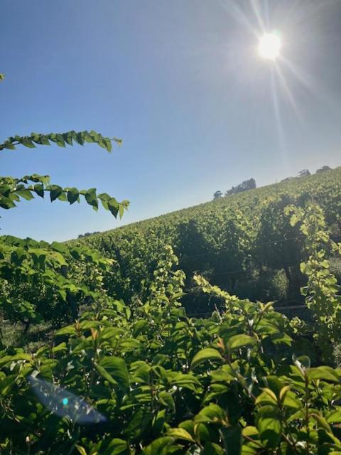 Maison 15 Sauternes Dış mekan fotoğraf